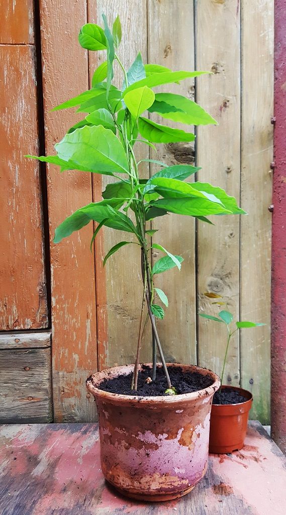 アボカドの実生そだレポ 栽培レポート byたび☆びとみんなの趣味の園芸