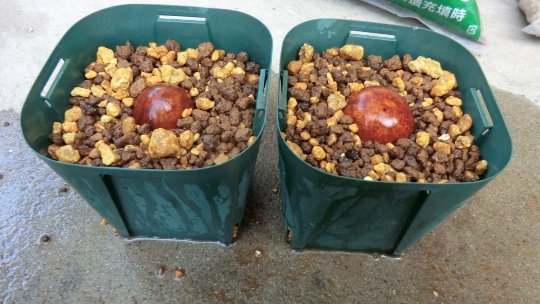 後悔しない アボカド剪定の仕方をプロ農家に教えてもらいます