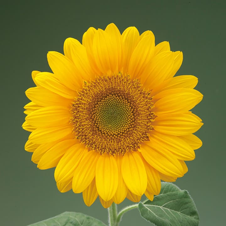 法人様限定 サンフラワーラタン その他備品 メディカル家具 メディカル備品 GK808 楽天市場 サン