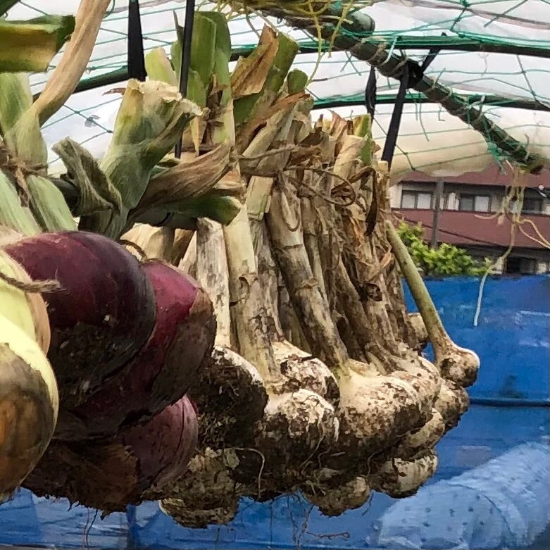 ニンニクの収穫②～収穫後の葉切り・根切り・葉むき作業と収穫したニンニク玉の成果比較やサビ病の影響は？：2023年版にんにく栽培