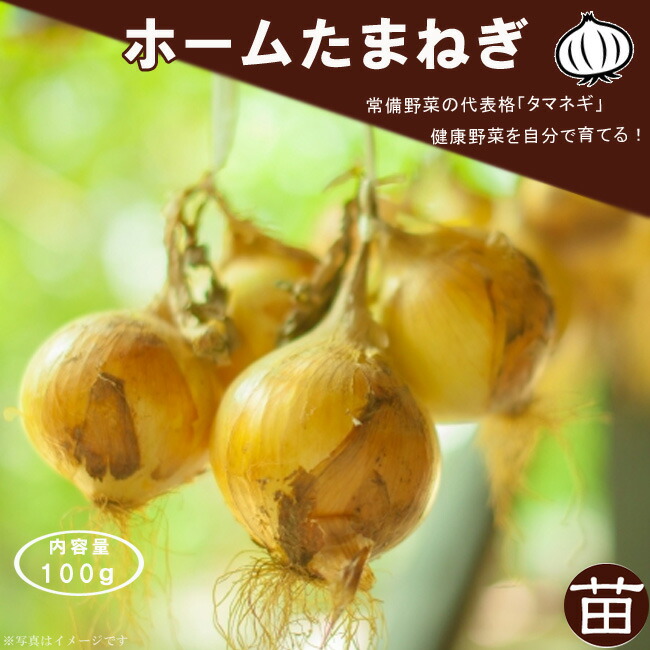 タマネギ 玉ねぎ の栽培方法と育て方 図解付き べと病の予防・土作りなど解説マイナビ農業