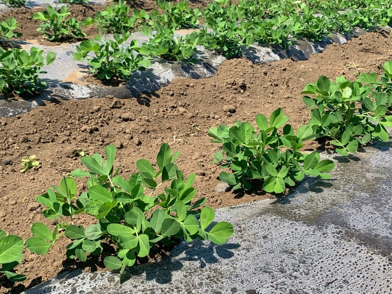 落花生掘りといえば千葉！おすすめのスポットを紹介します。特集千葉県公式観光サイト ちば観光ナビ