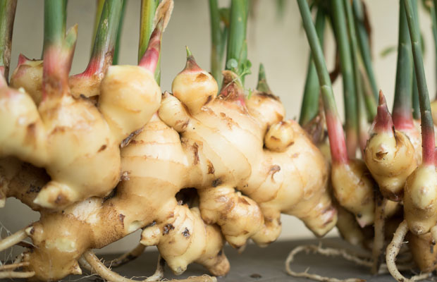 国産生姜の旬はいつ？ , ⁡, 各地若干異なりますが, 10月から11月頃なんですよ。, あれっ？, と思われる方もいるのではないでしょうか？,新生姜というと初夏から夏にかけて, スーパーなどで見かける機会が, 多いかと思いますが、その時期の生姜は, ハウス栽培で育てられたものが,多く出回っています。, ⁡, ⁡, 露地栽培で育てられた生姜は、, 秋にかけて収穫されます。, ⁡, ⁡,