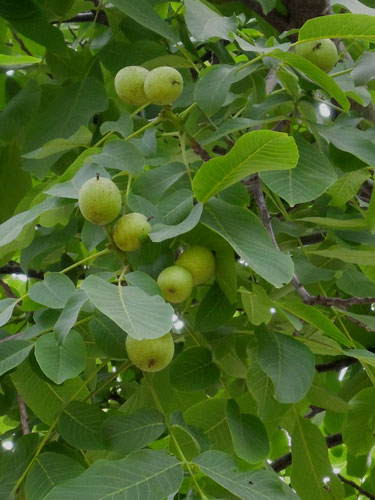 オニグルミとカシグルミ四季の森ニュース八ヶ岳・原村の別荘地探し、土地・別荘地・仲介物件情報