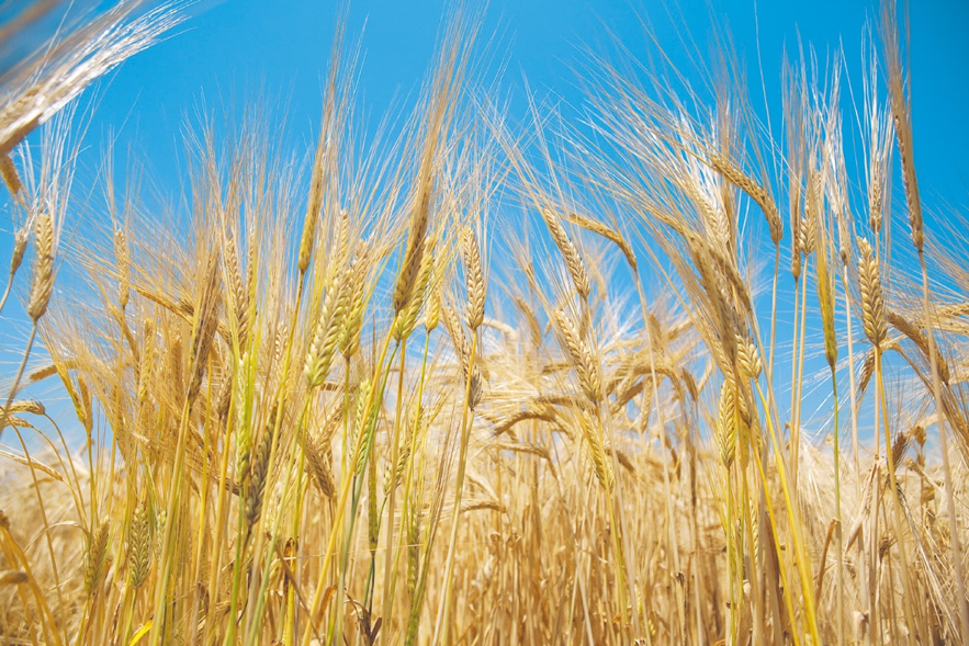 楽天市場 国産 大麦づくし 送料無料 420g×10 4.2kg5種類の麦ミックス 麦飯 雑穀米 大麦ごはん 押麦 胚芽押麦 米粒麦 ビタバーレ純麦 : お米と自然食品 富永米穀店