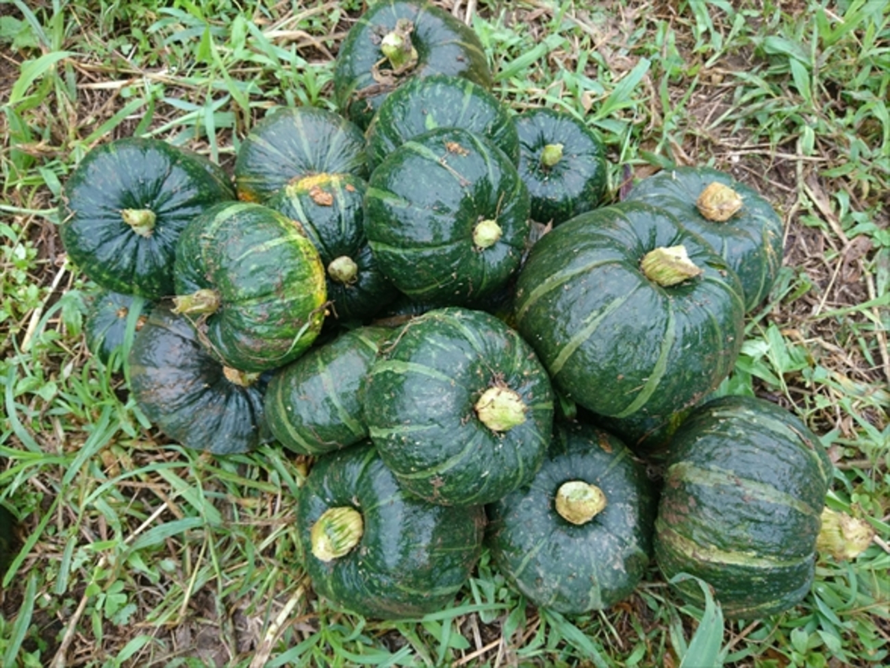早まきカボチャ栽培☆葉山農園 ２月初旬暇人主婦の家庭菜園 - 楽天ブログ