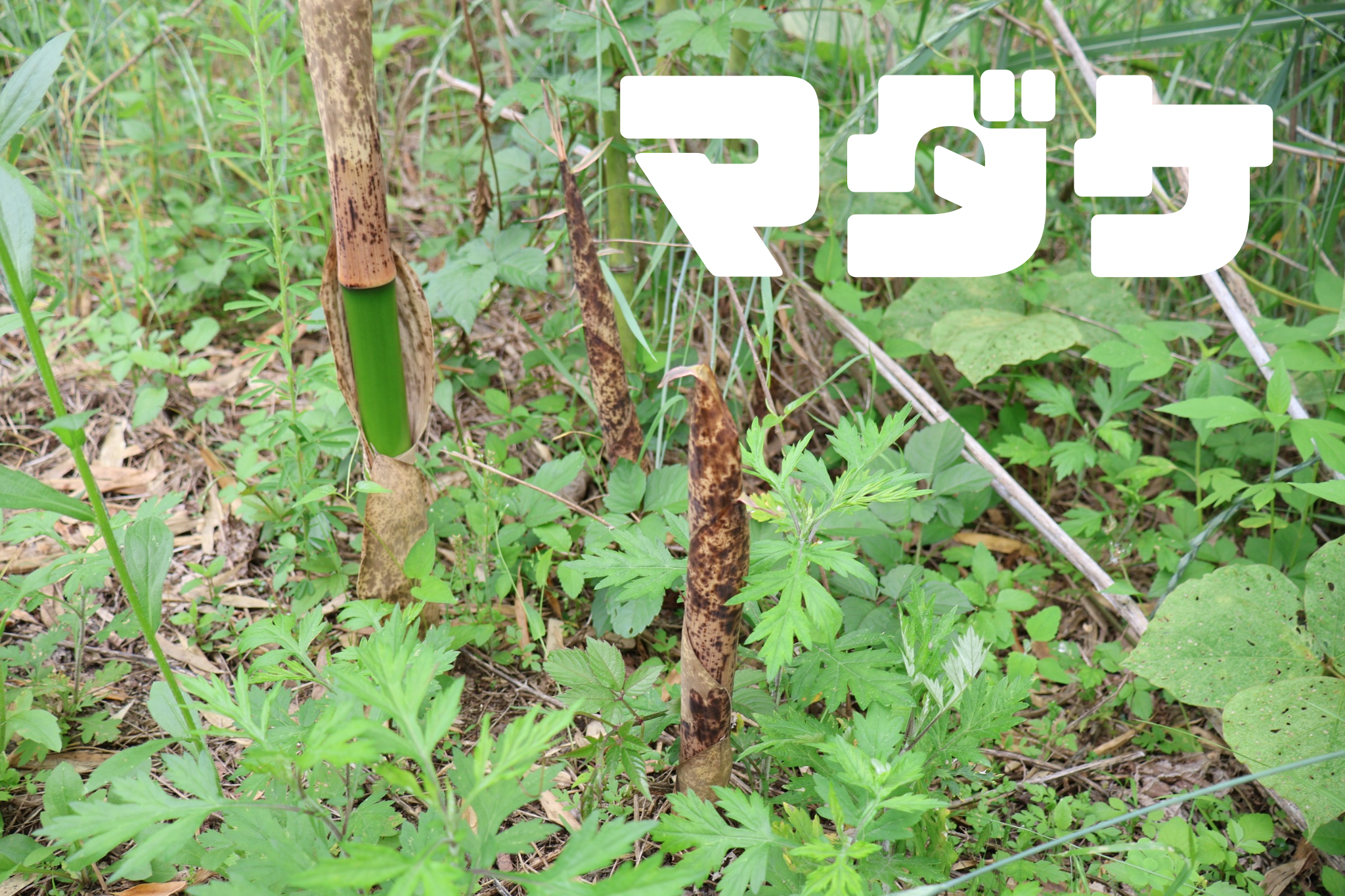 厚木のお寺の山で真竹 マダケ のタケノコ狩りをしました : 神奈川県第三部青年会