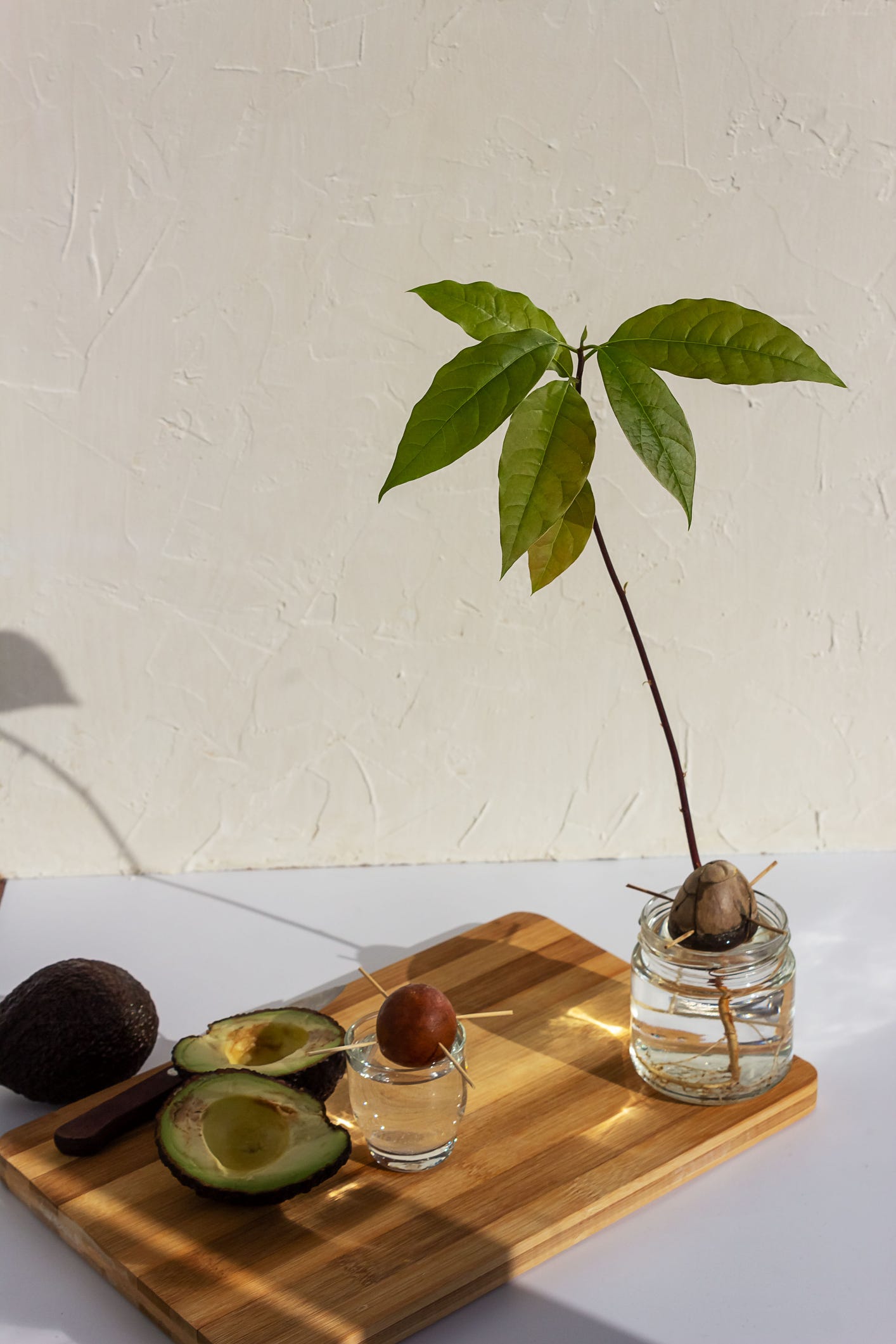 果樹栽培 アボカドの育て方 おいしく食べたアボカドの種子から発芽させて育ててみよう!GardenStoryガーデンストーリー