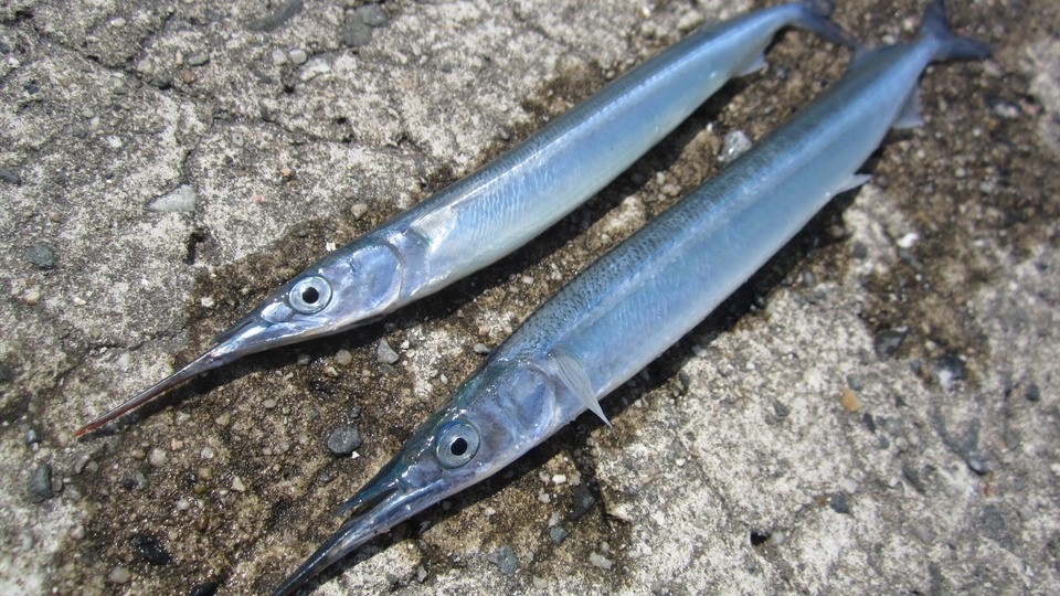 サヨリ 細魚針魚 春の魚 l 南浜名湖あそび隊