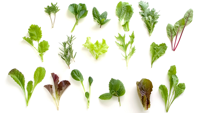 レタス ピュアリーフ 4個入り リーフレタス 栽培期間中 無農薬 野菜 季節の野菜 旬の野菜 新鮮 サラダ 付け合わせ 最新植物工場レタス:加西市ANAのふるさと納税ANAのマイルが「使える」