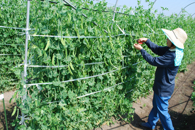 10 家庭菜園 春まき スナップエンドウを育てる種まき 2月 ～発芽・間引き作業プランター栽培