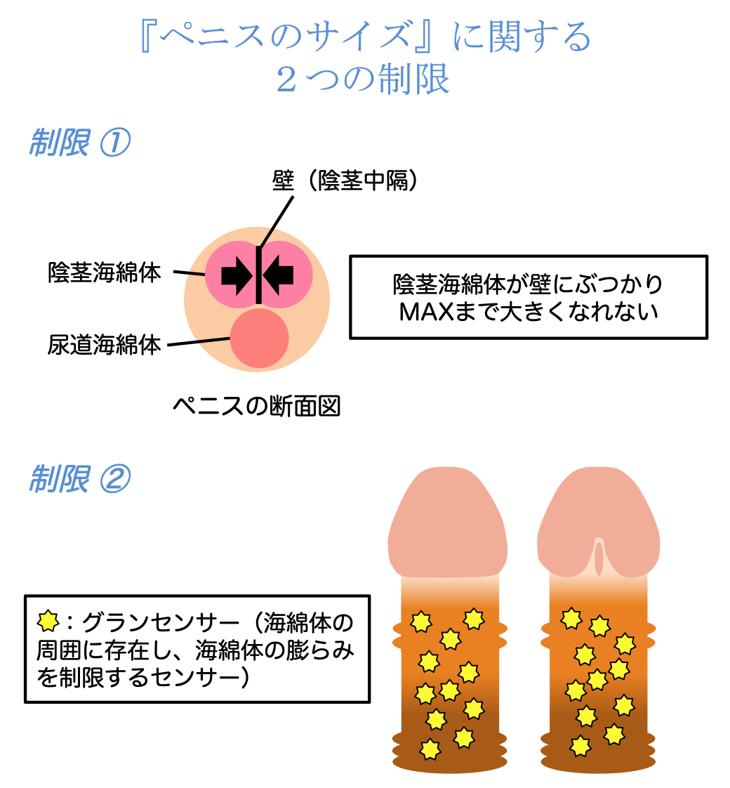 陰嚢縮小 | 銀座マイアミ美容外科