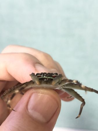 泡を吹くカニの写真素材・画像素材 Image 50611339