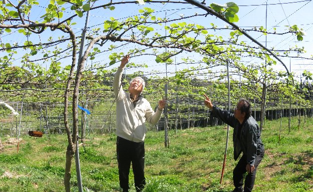 果樹栽培キウイフルーツの育て方キウイの苗木の選び方や組み合わせを解説植物とあなたをつなぐPlantia