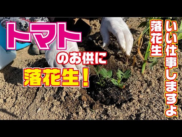 ゴントランシェリエ☆ショソン オ ポム : まいにちもぐもぐ