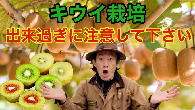 キウイフルーツ育て方OATアグリオ栽培メディア