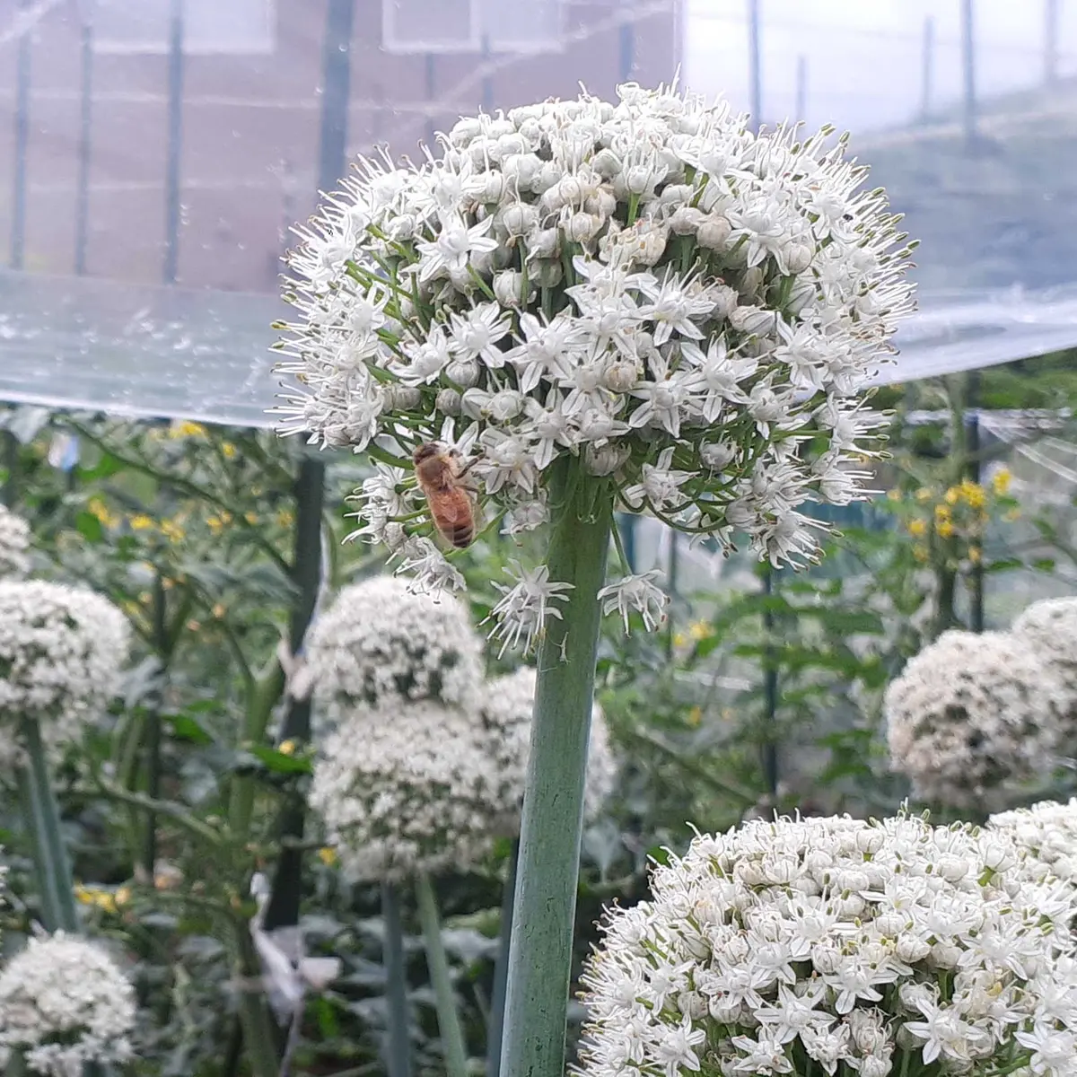 ネギの花言葉。「ネギの水耕栽培」-そだレポみんなの趣味の園芸