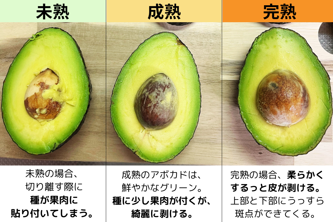 アボカドの育て方 種から実がなるまで何年?植え替え時期は