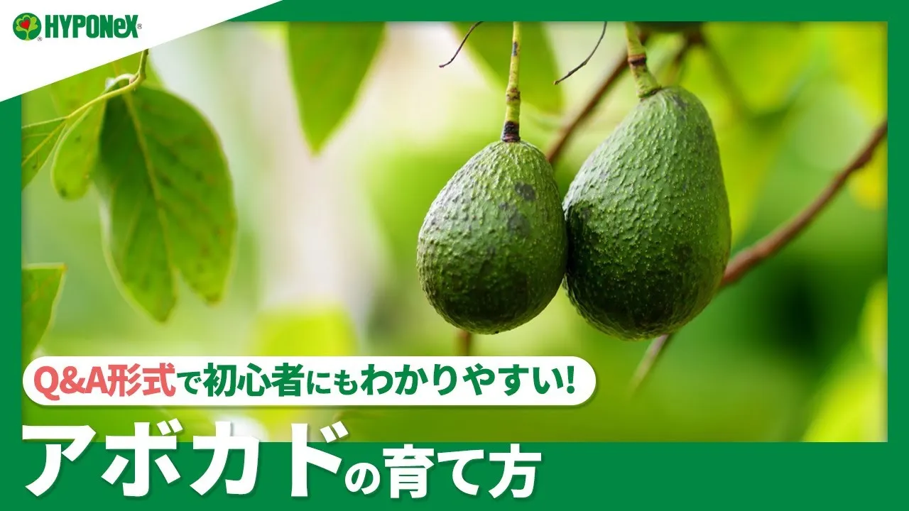 アボカド 実が成るまでの壮絶な軌跡をプロ農家が解説します