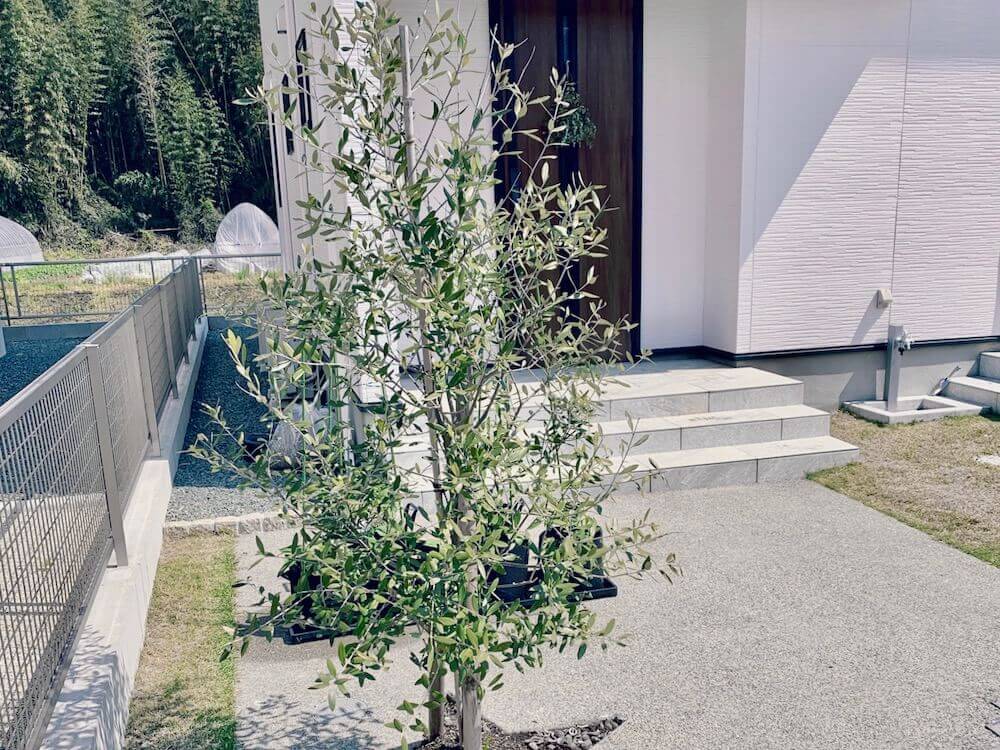 岡井路子先生によるオリーブの上手な育て方～樹形づくり・剪定・緑枝挿しLOVEGREEN ラブグリーン