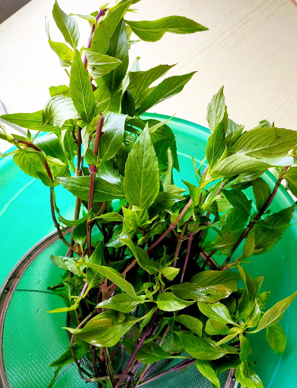 ホーリーバジル お試し花穂種つき 乾燥タイバジル ホーラパー 花と穂 - メルカリ