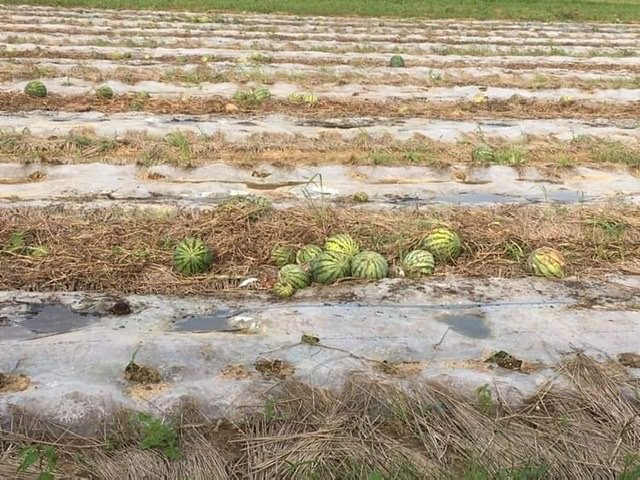 商品詳細ページtabeloop たべるーぷ川島農園さんのスイカ 小玉2個完全予約販売 日付指定は出来ません