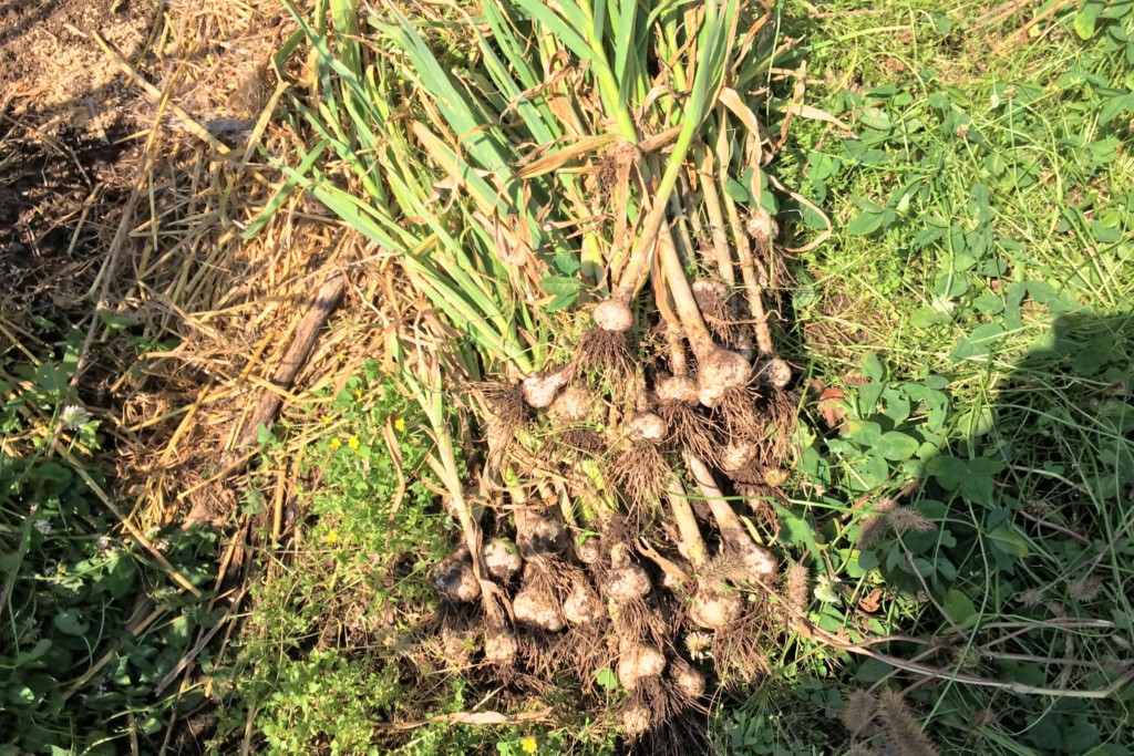 にんにくの収穫後の処理方法と道具の紹介 Garlic