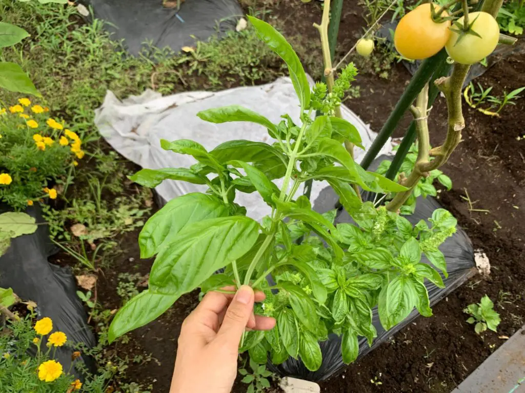 バジルの挿し木、2週間で10株すべて発根を確認！！日々を楽しむ