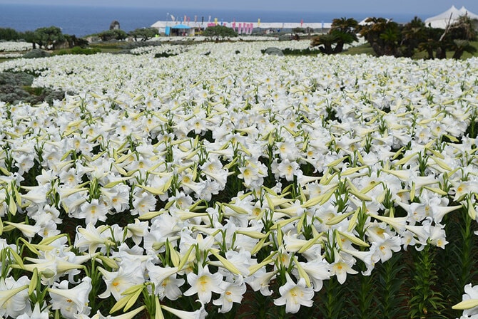 沖縄市 - 【北園学園 春の小学生ドッジボール選手権九州大会