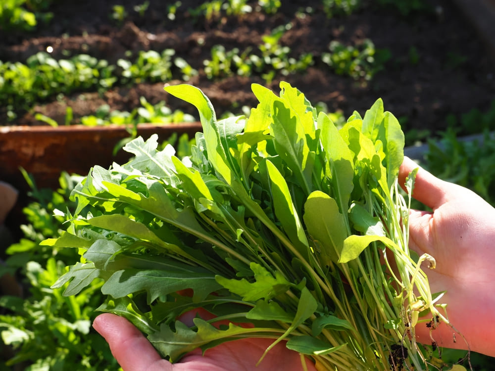 11月に植える野菜初心者がプランターで簡単に育てられる野菜7選コーナンTips