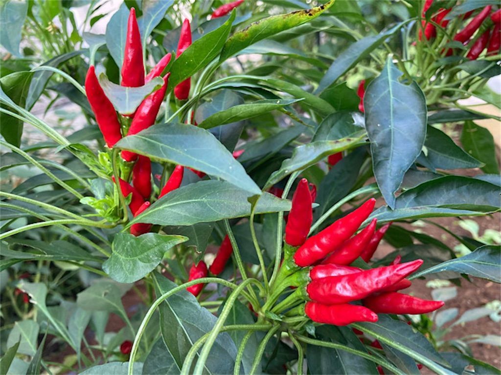 鷹の爪が赤く色づいてきました菜 園 場 小山農園