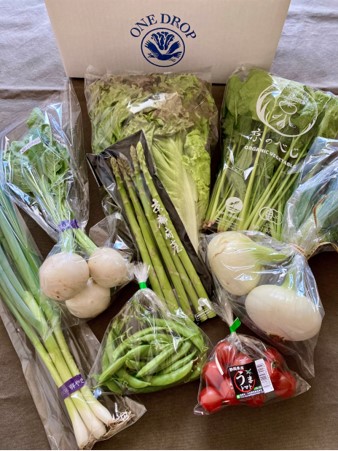 楽天市場あす配 本州送料無料! なかみが分かる 定番 野菜セット 12品 野菜詰め合わせ 野菜BOX 生鮮野菜 野菜 詰め合わせ 直送 旬 食材新鮮 宅配 生野菜 上越フルーツ 人参 小松菜 セロリ エリンギ サニーレタス モロヘイヤ レンコン : 上越フルーツ 楽天市場店