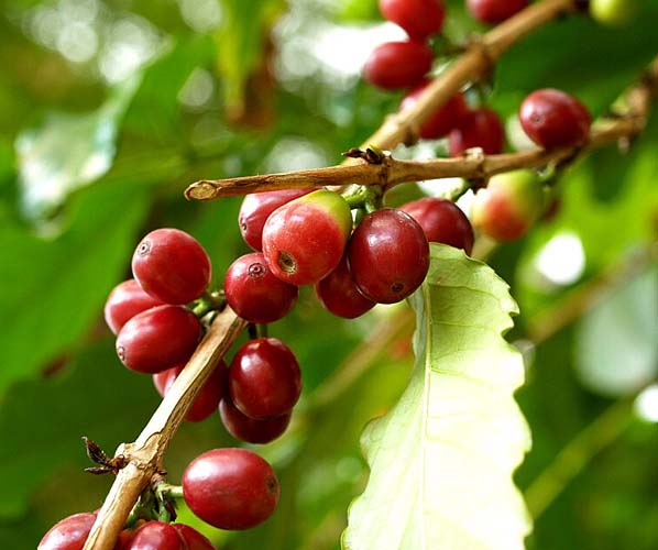 コーヒーの木 実
