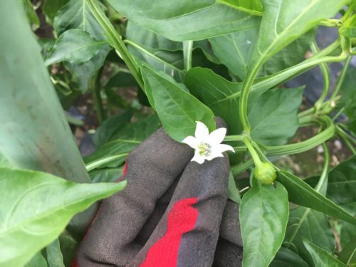 花や芽を食べる野菜 ブロッコリー・アスパラガス・ミョウガめざせ！ 栽培名人 花と野菜の育てかた知識・教養本を探すポプラ社
