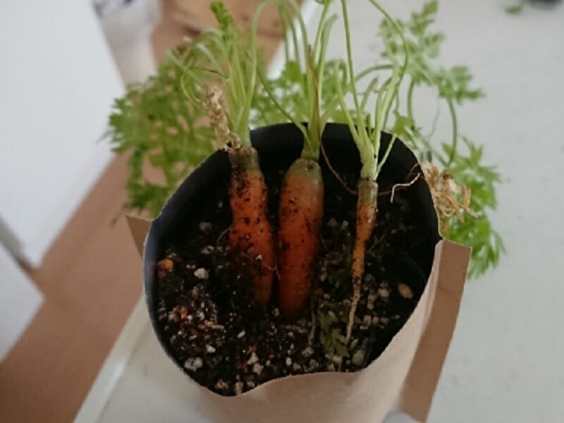 ベビーキャロット ミニニンジン 初心者でも簡単!バーミキュライトで水耕栽培くらこま 初心者 簡単 家庭菜園