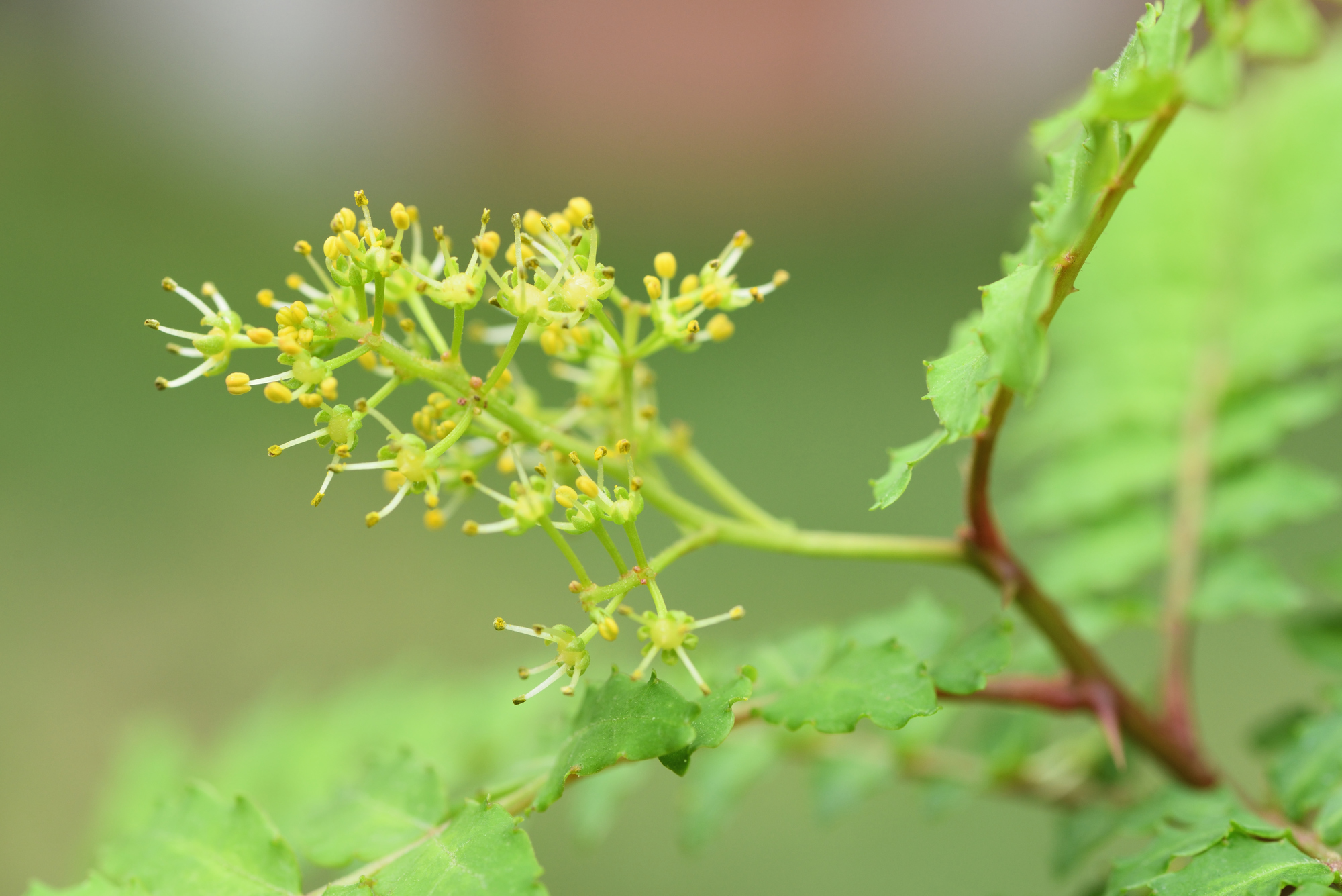 花椒 ホアジャオ の使い方どんな味や香り？合う料理とは -Food for Well-being -かわしま屋のWebメディア