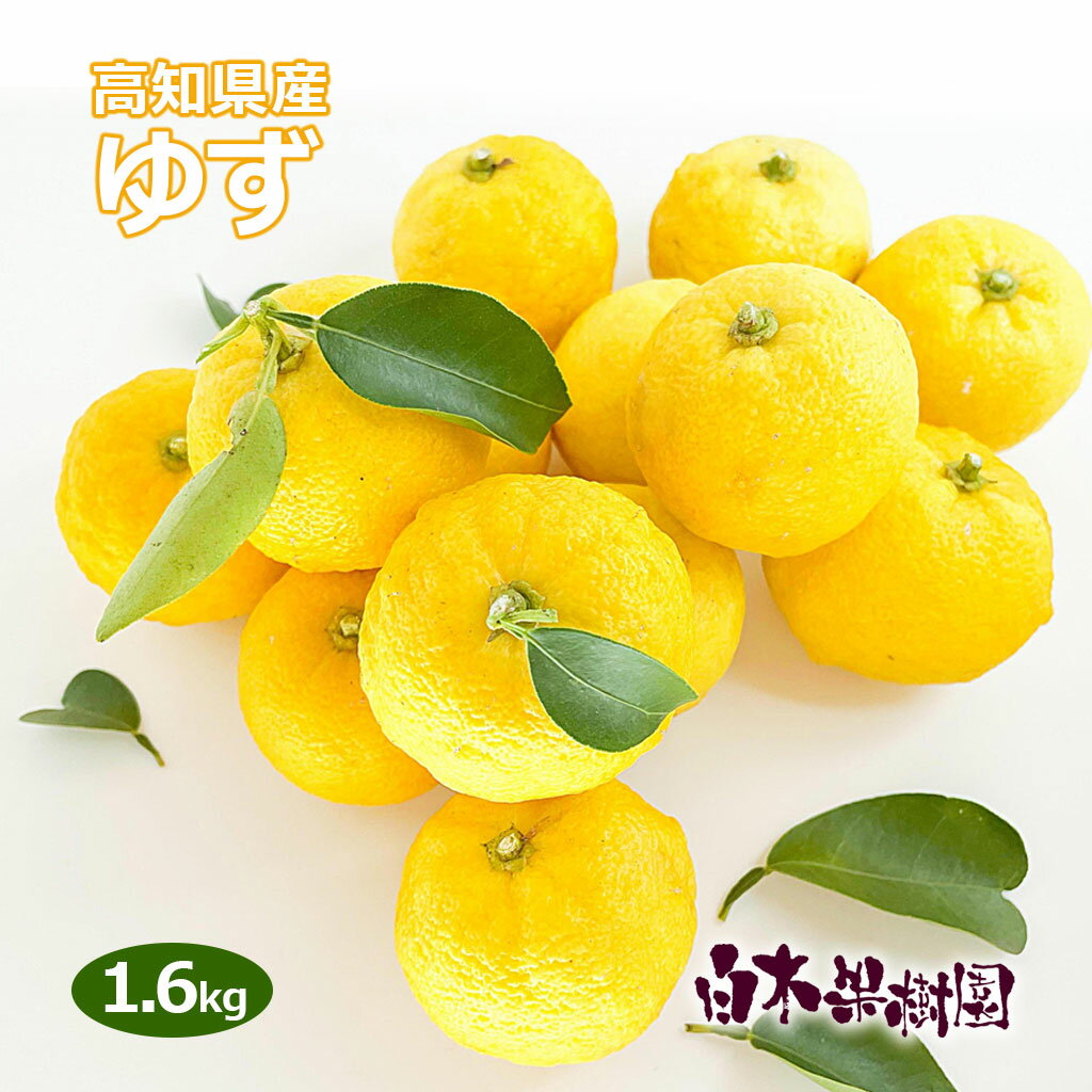 大きな柚子の木 約２ｍ 大株植木苗木 本ユズ 本柚子 木頭ユズ 鬼頭柚子 お買い得なおまかせ株 常緑樹 送料無料 : 大福樹苗園 - 通販 -Yahoo!ショッピング