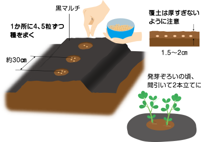 タキイのエンドウ栽培マニュアル野菜栽培マニュアル調べるタキイ種苗株式会社