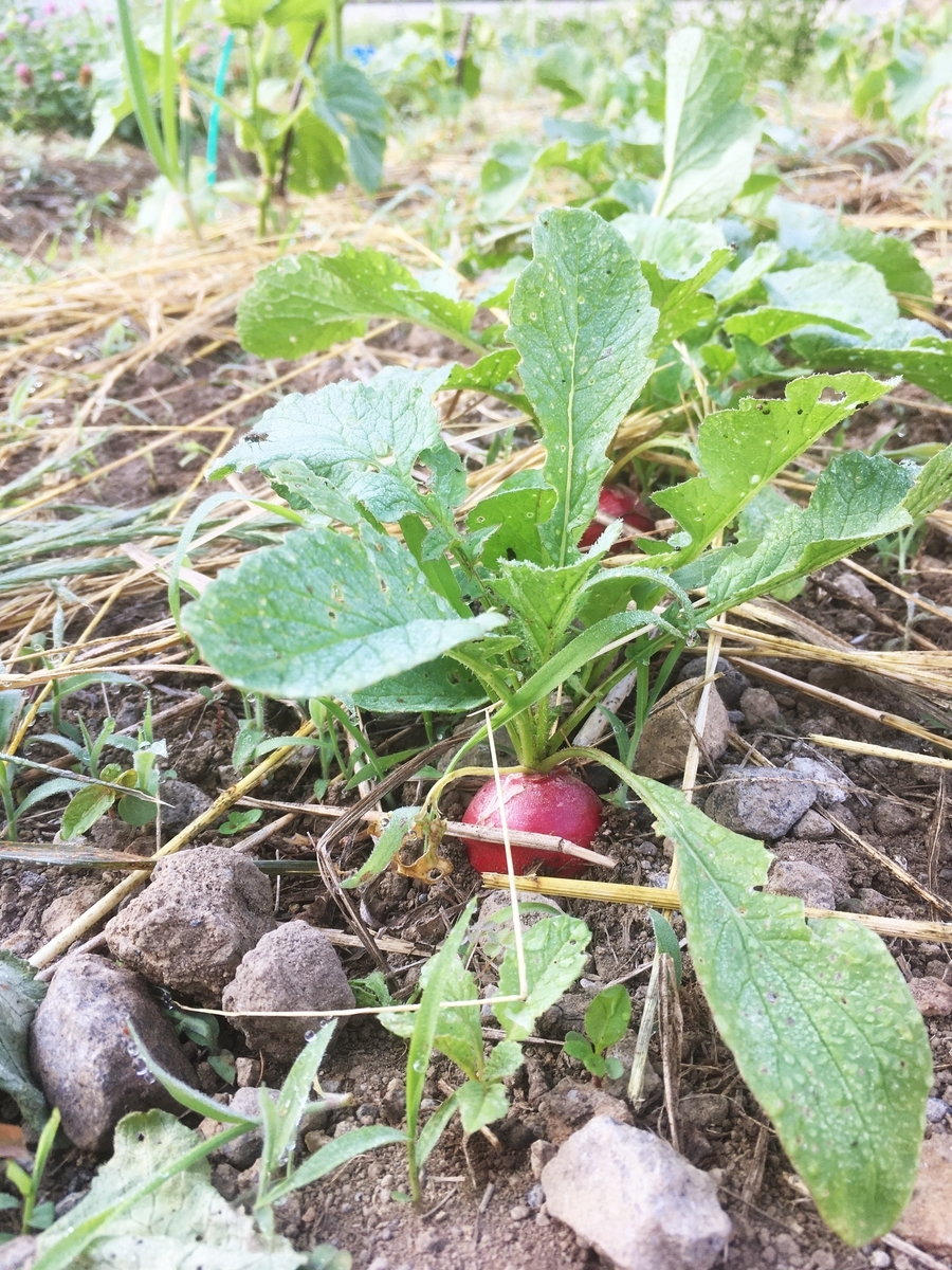 唐揚げのおしゃれな盛り付け方法を解説。レタス・キャベツで違いは？ - Fily