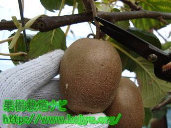 キウイフルーツ - JA堺市 堺市農業協同組合