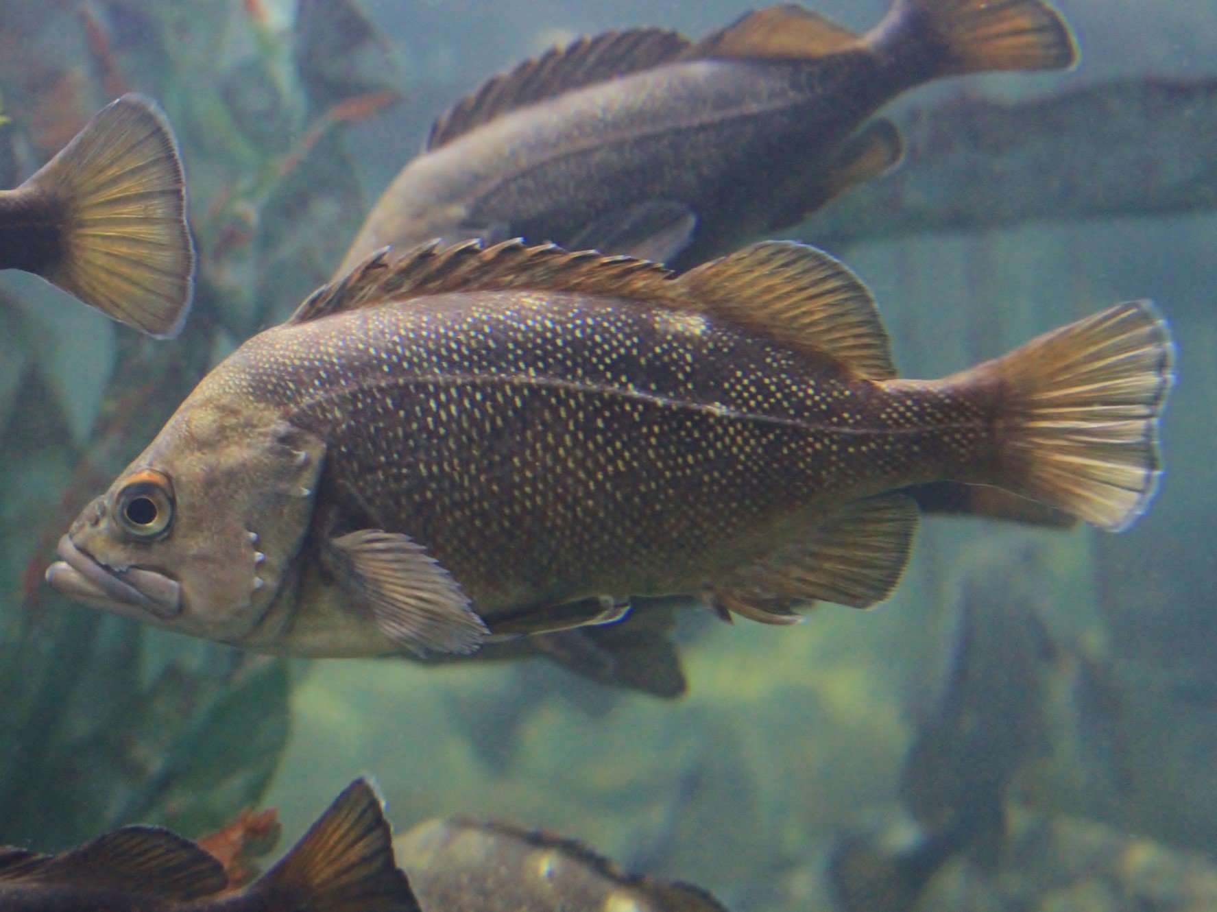 漁師妻がさばいて作る エゾメバル煮付け- YouTube