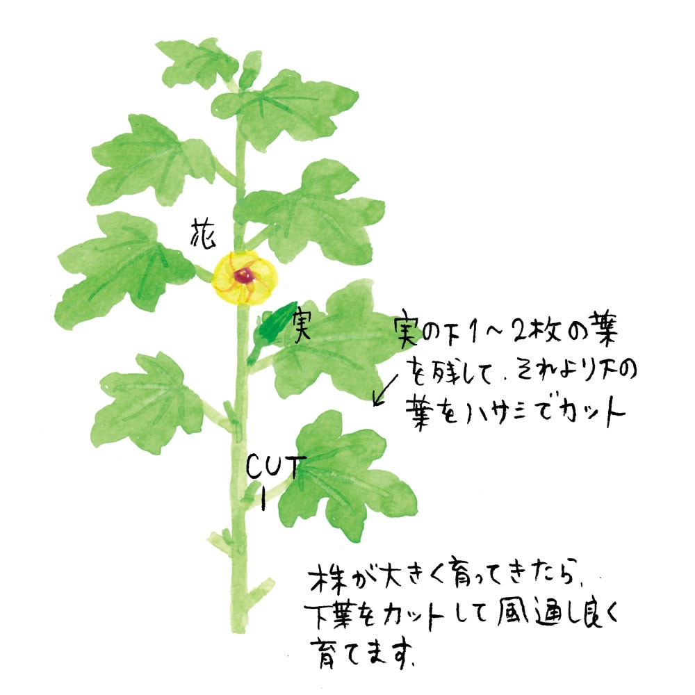 水耕栽培 オクラを育ててみた 1日目〜320日目るい 水耕栽培