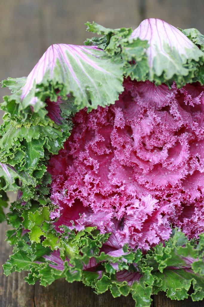 紫色のブロッコリー「パープルリシャス」岐阜市の農家で収穫始まる全国でも珍しい新品種