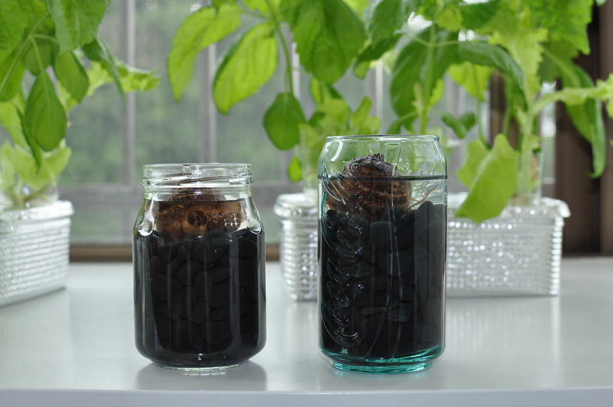 里芋 サトイモ 栽培 芽出し〜畝の作り方〜植え付けのコツ 22 3 19