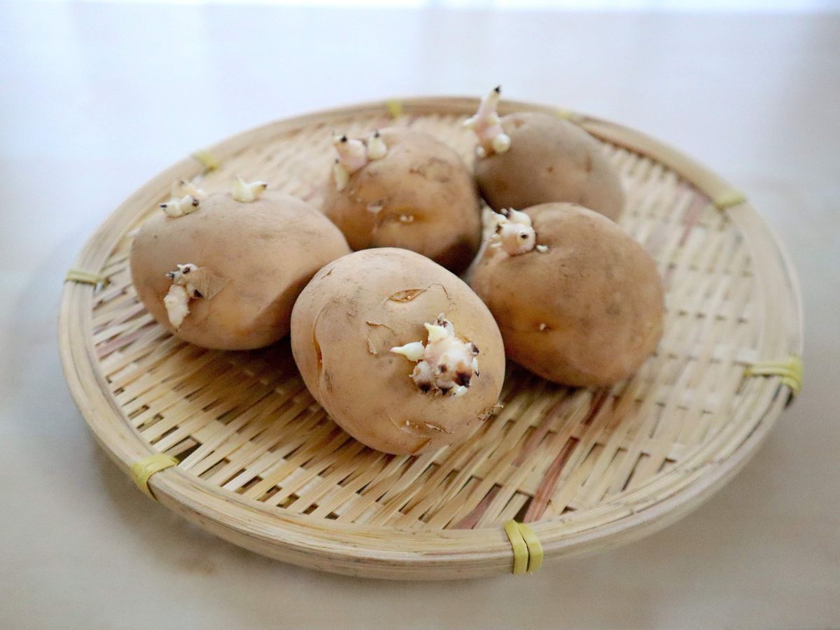 ジャガイモの芽、どれくらい取ればいい？ 校内で栽培し食べた児童が食中毒に 緑色化にも要注意東京すくすく