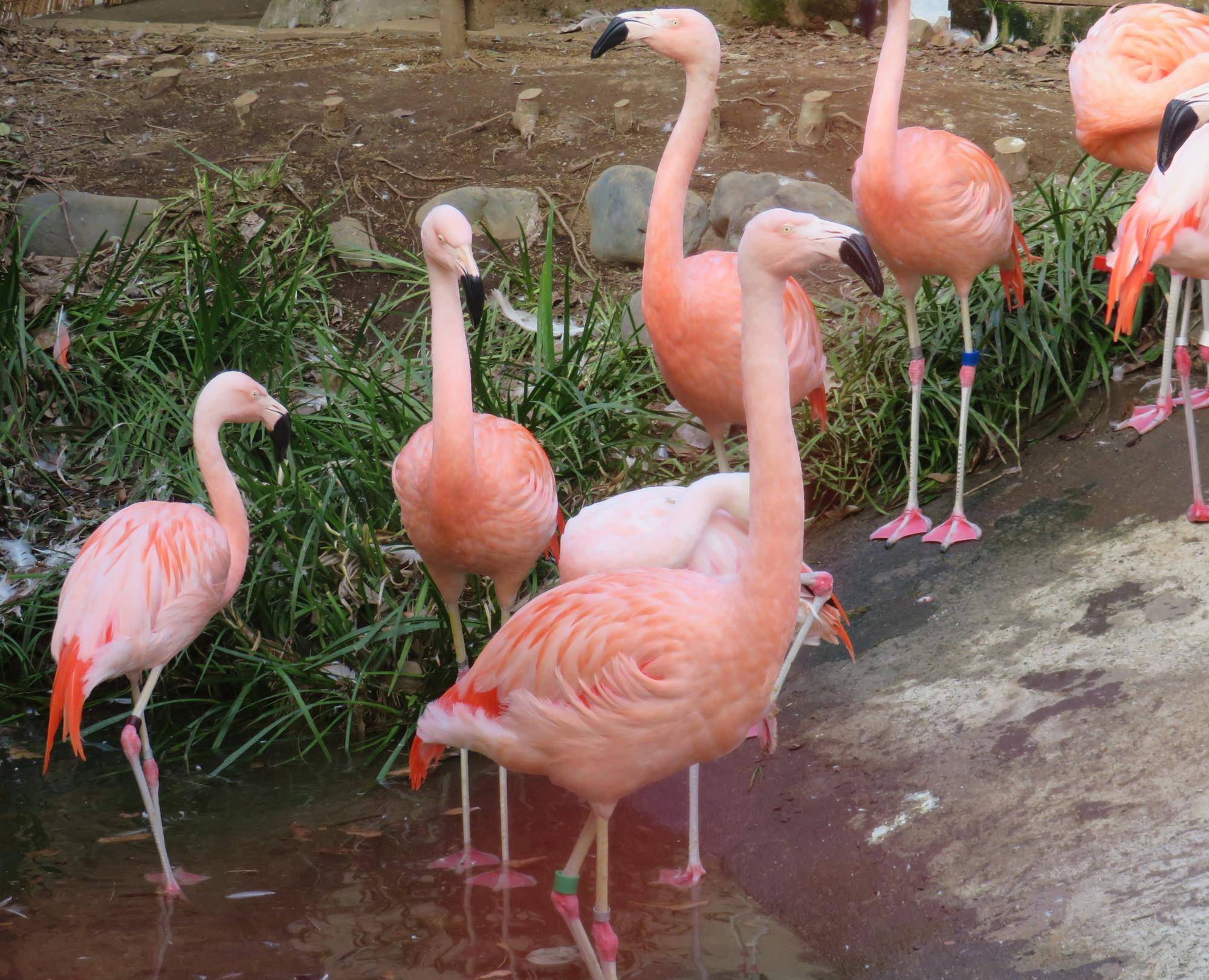 見分け方動物トピックスブログ野毛山動物園公式サイト公益財団法人 横浜市緑の協会