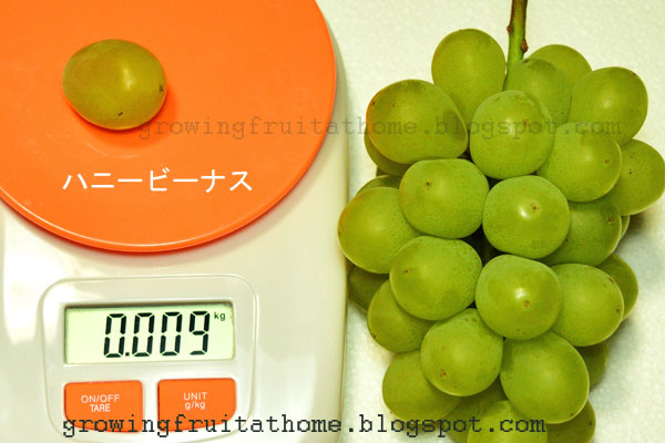 ハニービーナスの写真 画像 ぶどう 葡萄 ブドウ