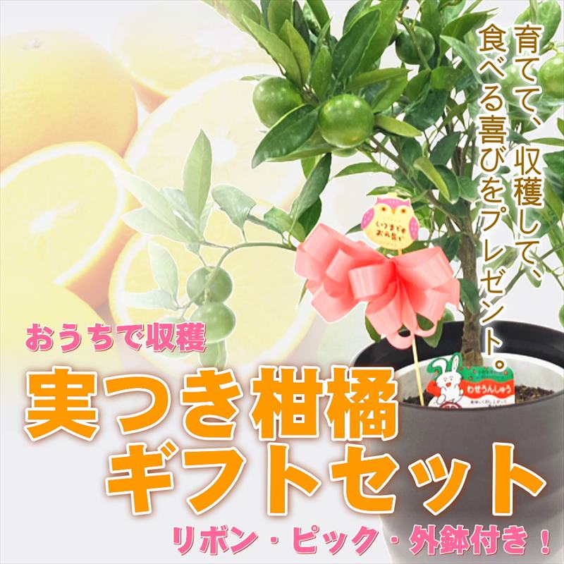 コーヒーの木をそだててコーヒーの実をならせよう！ 赤塚植物園 オンライン フラワーショップ花の音