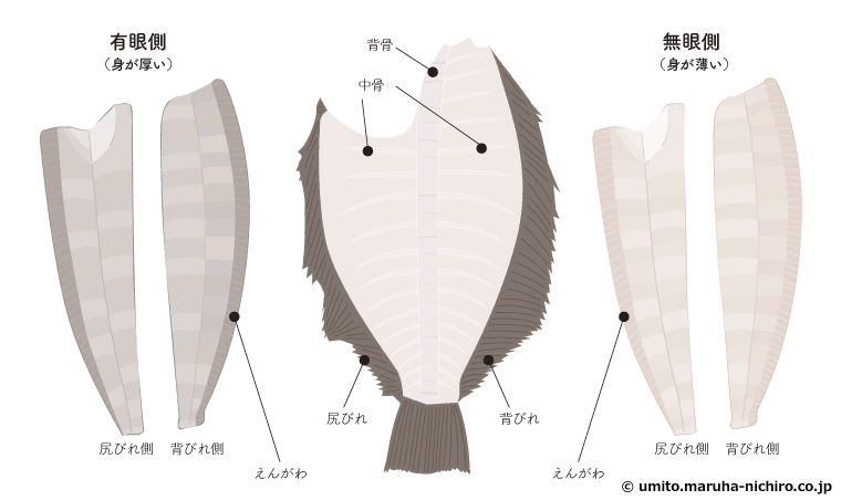 本日は、「炙りえんがわ焦がし醤油握り」のご紹介！✨ ⁡ えんがわのコリコリ食感がなんと！トロトロに変化します！さらに香ばしい醤油の香りが食欲をそそります！😋⁡ えんがわ好きにはたまらない一品となっております！ぜひご堪能ください！🍣 ⁡ 炙りえんがわ焦がし醤油