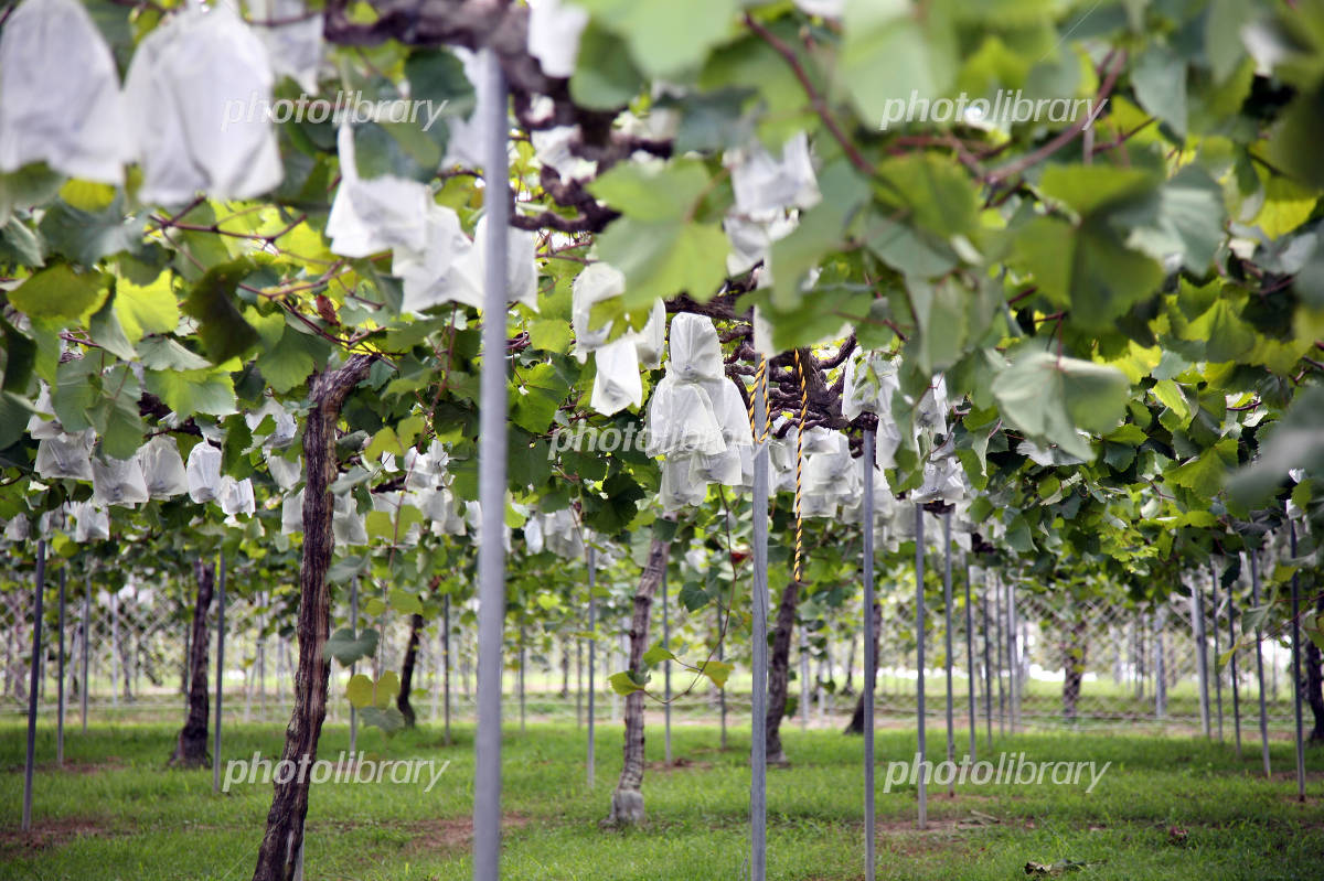 ブドウ棚をDIY! 竹や単管パイプを使った簡単な作り方を解説となりのカインズさん
